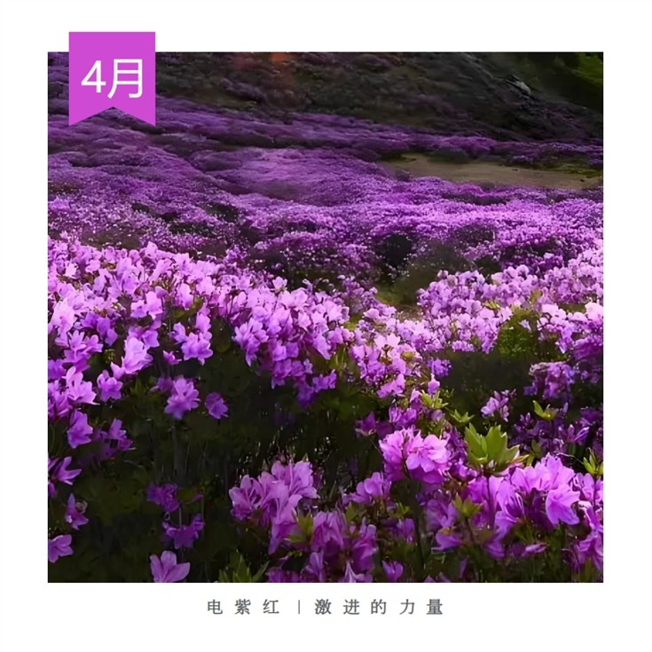 4.電光紫激進力量